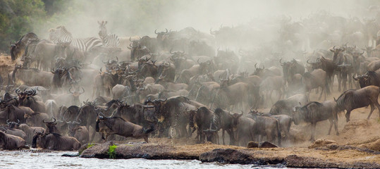 Wildebeests are crossing Mara river. Great Migration. Kenya. Tanzania. Masai Mara National Park. An excellent illustration.