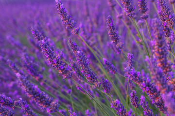 Beautiful colors purple lavender fields near Valensole, Provence