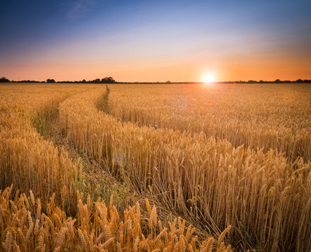 Ripening wheat or barley field farm sunset