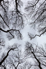 Silhouettes of bare trees