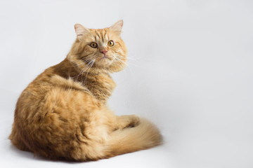 Fototapeta premium Cute brown cat pet sitting, adorable kitten looking at camera. furry mammal isolated on white background