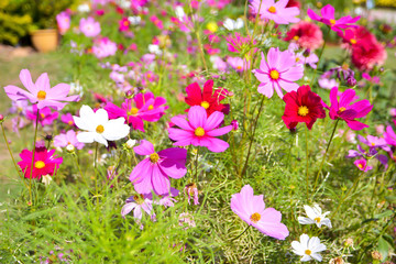 Cosmos flowers blooming