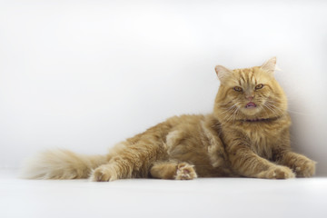 Cute brown cat pet sitting, adorable kitten looking at camera. furry mammal isolated on white background