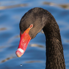 Trauerschwan