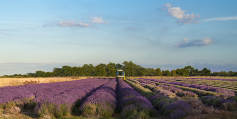 Obraz premium Lavender cultivation, farming and harvesting