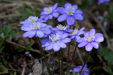 Fototapeta premium Leberblümchen , Phytotherapie, Naturheilmittel, Kräutermedizin, Hepatica nobilis