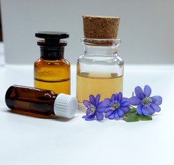 Leberblümchen , Tinktur, Phytotherapie, Kräutermedizin, Hepatica nobilis