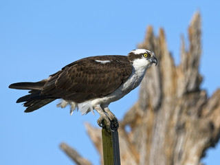 Osprey 
