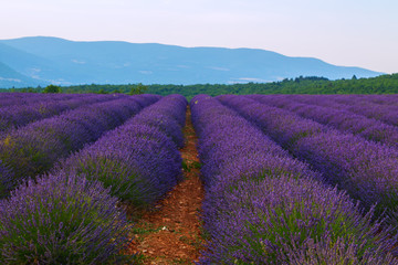 Beautiful colors purple lavender fields near Valensole, Provence