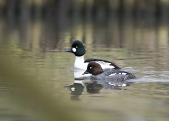 Gągoł, common goldeneye