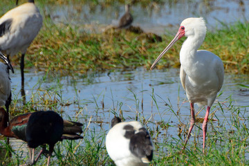 African spoonbill, Amboseli National Park, Kenya