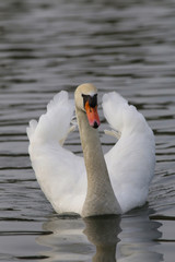 Naklejka premium Höckerschwan