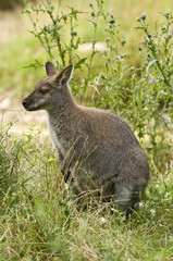 Fototapeta premium wallaby