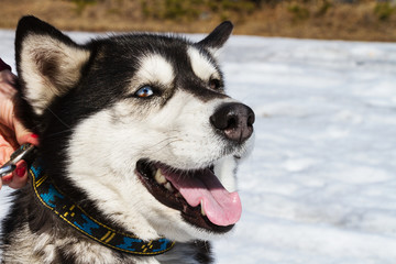 Husky. running dog, pet