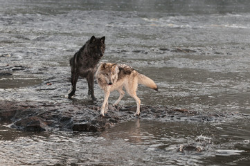 Grey Wolves (Canis lupus) Turn to Look at Splash