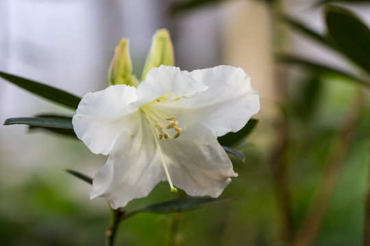 white azalea closeup