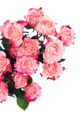 Flower pink roses