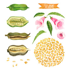 Sesame, hand-painted watercolor set, vector clipping paths included