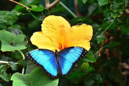 A pretty morpho butterfly lands on a hibiscus bloom in the gardens.