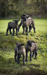 Obraz na płótnie Canvas Black faced lambs in a Dorset field