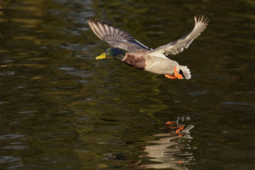 Mallard, Duck, Anas platyrhynchos