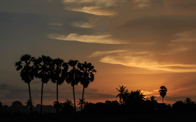 Fototapeta na wymiar sihouette Sugar palm tree in sunset time