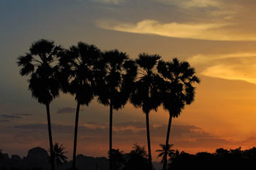 sihouette Sugar palm tree in sunset time