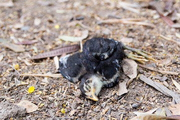 the chick dead on the floor