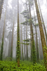 View on foggy green forest