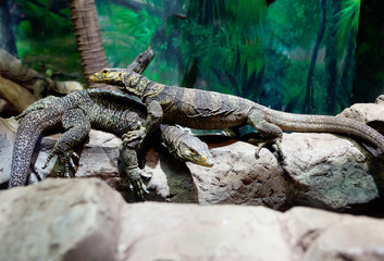 Пара варанов