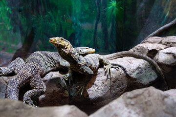 Пара варанов