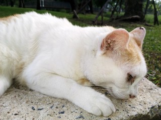 The cat is sleeping looks like a sick and depression.