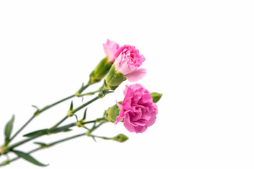 Naklejka na ściany i meble pink carnation