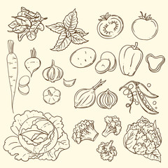 vector illustration vegetables