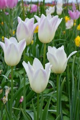 Weiße Tulpen blühen mit Narzissen im Frühlingsgarten