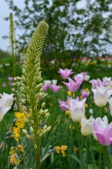 Bunter Frühlingsgarten mit Tulpen blüht