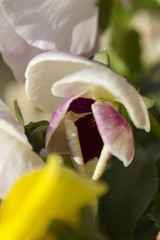 Obraz premium violet wet from the rain in the garden