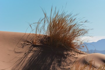 Wüstengras in der Namib