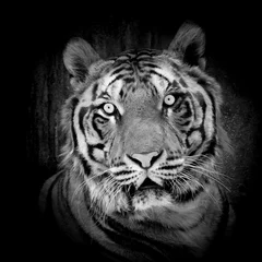 Fensteraufkleber Panther weißer Tiger