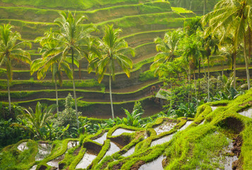 Beautiful rice terraces in the moring light near Tegallalang village, Ubud, Bali, Indonesia. © Elena Ermakova