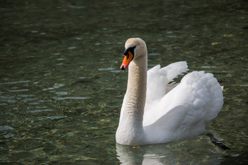 Naklejka premium Weißer Schwan im Wasser, Pillersee Tirol