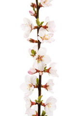 branch with cherry flowers