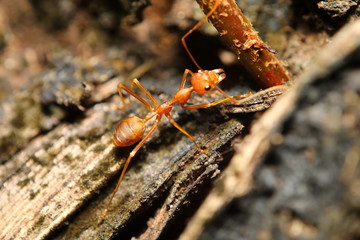 Small red ant