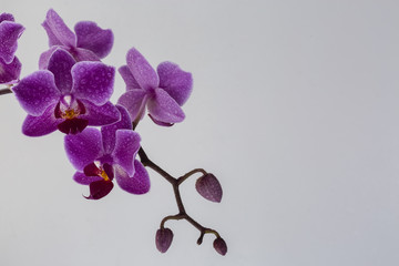 Fototapeta na wymiar Dark-Purple Orchid 