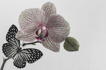 Orchid with butterfly