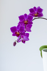 Purple Orchid in the pot