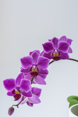 Purple Orchid