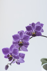 Fototapeta na wymiar Orchid purple