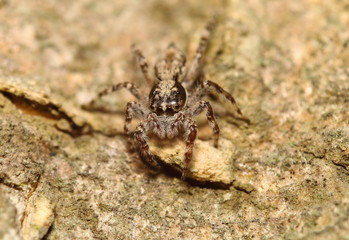 Small jump spider