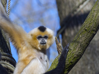 Yellow-cheeked gibbon